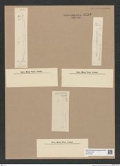 Diatomeae indet. Zeichnungen Sammlung Grunow Nr. 9753 (NHMW-BOT-W0379739)